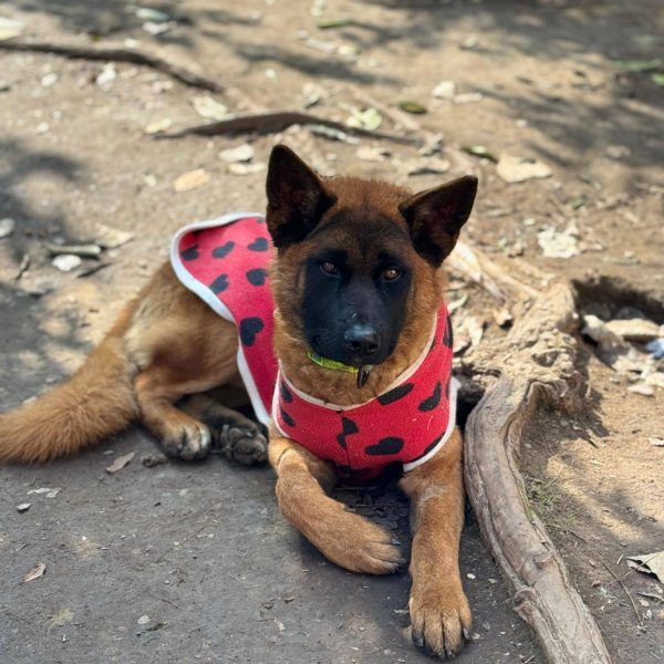 WhatsApp Image 2025-07-28 at 05.26.02