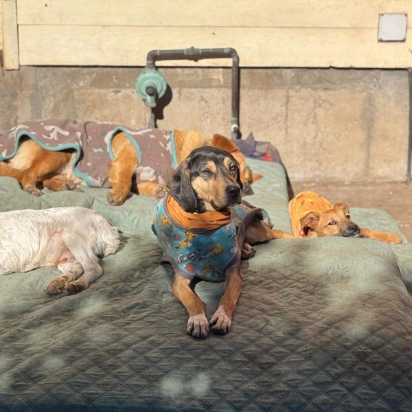 WhatsApp Image 2025-10-09 at 15.45.17 (3)