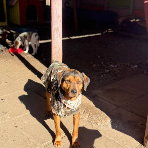 WhatsApp Image 2025-10-09 at 15.45.17